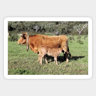 Horned cattle - A rare sight these days Sticker